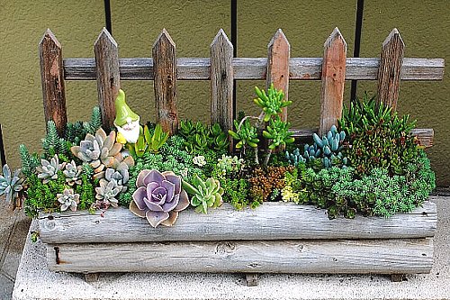 ふやした多肉植物で寄せ植え♪♪ : 育て方.jp｜花、野菜の育て方など